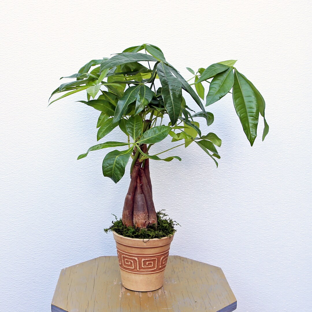 LIVE 4 Inch Plastic Pot Money Tree Pachira Aquatica Good Luck Tree