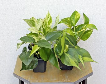 LIVE 3 inch pots 4 Plants Marble Queen, Golden Pothos, Heartleaf & Brazilian Philodendron, Small plants, Office gift, Housewarming gift