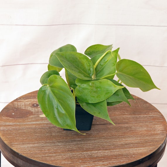 Heartleaf Philodendron Care and Propagation | Sprouts and Stems