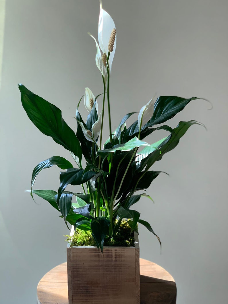 LIVE 6 inch wooden pot Spathiphyllum Peace Lily, Blooming houseplant, Wedding decor, Housewarming couples gift, Birthday gift for girlfriend image 2