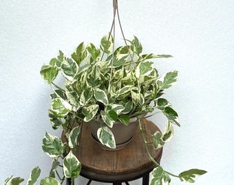 LIVE 8 inch hanging basket Pearls 'n Jade Pothos, Variegated vine potted plant, Housewarming gift, Mom birthday gift, Wife Christmas gift