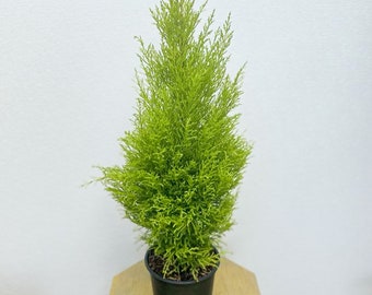 LIVE 6 inch pot Goldcrest, Lemon Cypress, Christmas gift for coworker, Grandparent gift, Best friend gift, Thank you gift, Birthday gfit