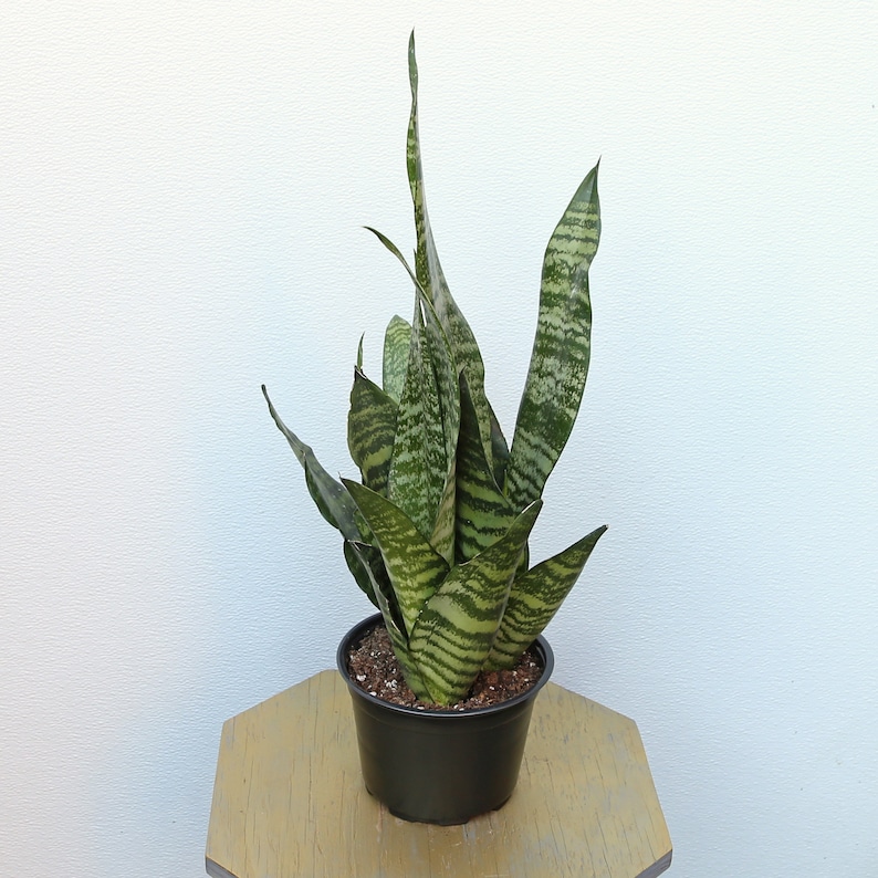 LIVE 6 inch pot Sansevieria Snake Plant Robusta, New doctor Christmas gift, Grandparent gift, Low light office plant, Thank you gift image 5