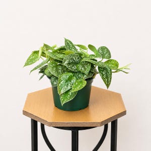 LIVE 8 Inch Hanging Basket Golden Pothos Devil's Ivy, Evergreen