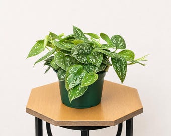 LIVE 6 inch pot Silver Satin Scindapsus Pictus, Indoor potted plant, New doctor gift, Sympathy gift, Plant lover gift, Coworker office gift