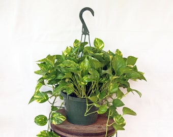 LIVE 8 inch hanging basket Golden Pothos Devil’s Ivy, Evergreen variegated houseplant, Live wall decor, Anniversary gift, Housewarming gift