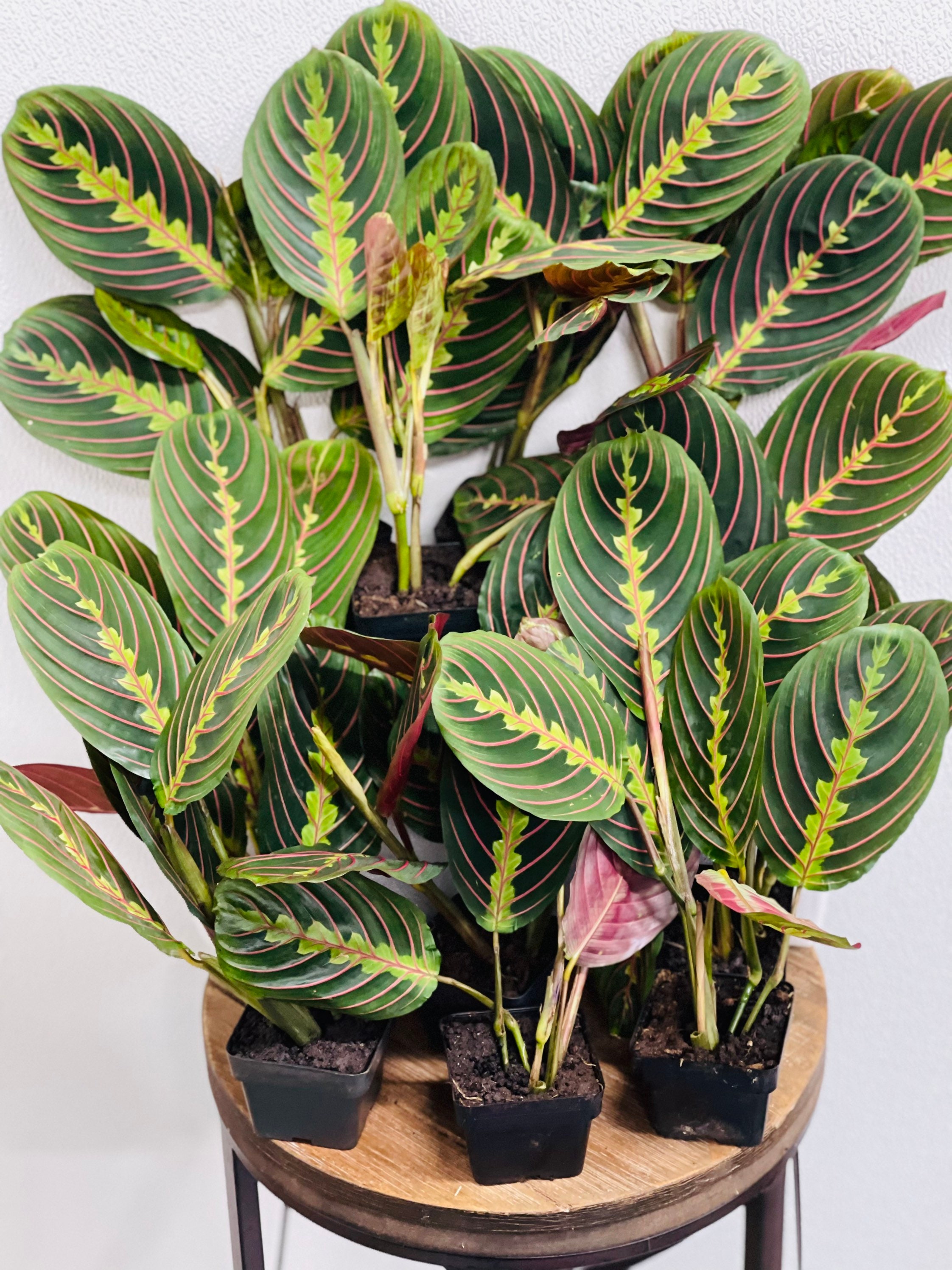 LIVE Red Maranta Prayer Plant Bestseller BULK 10 Plants Liʋe - Etsy