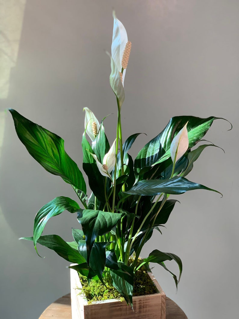 LIVE 6 inch wooden pot Spathiphyllum Peace Lily, Blooming houseplant, Wedding decor, Housewarming couples gift, Birthday gift for girlfriend image 4