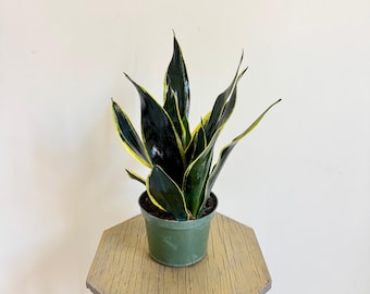 サンスベリアブラックキャッスル Sansevieria Black Castle Sansevieria Black Castle サンセベリア ブラックキャッスル 黒