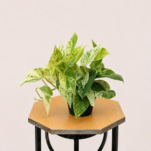 LIVE 4 inch pot Marble Queen Pothos, Variegated indoor vine plant, Family christmas gift, Mother's day gift, Gardening gift, Plant dad gift