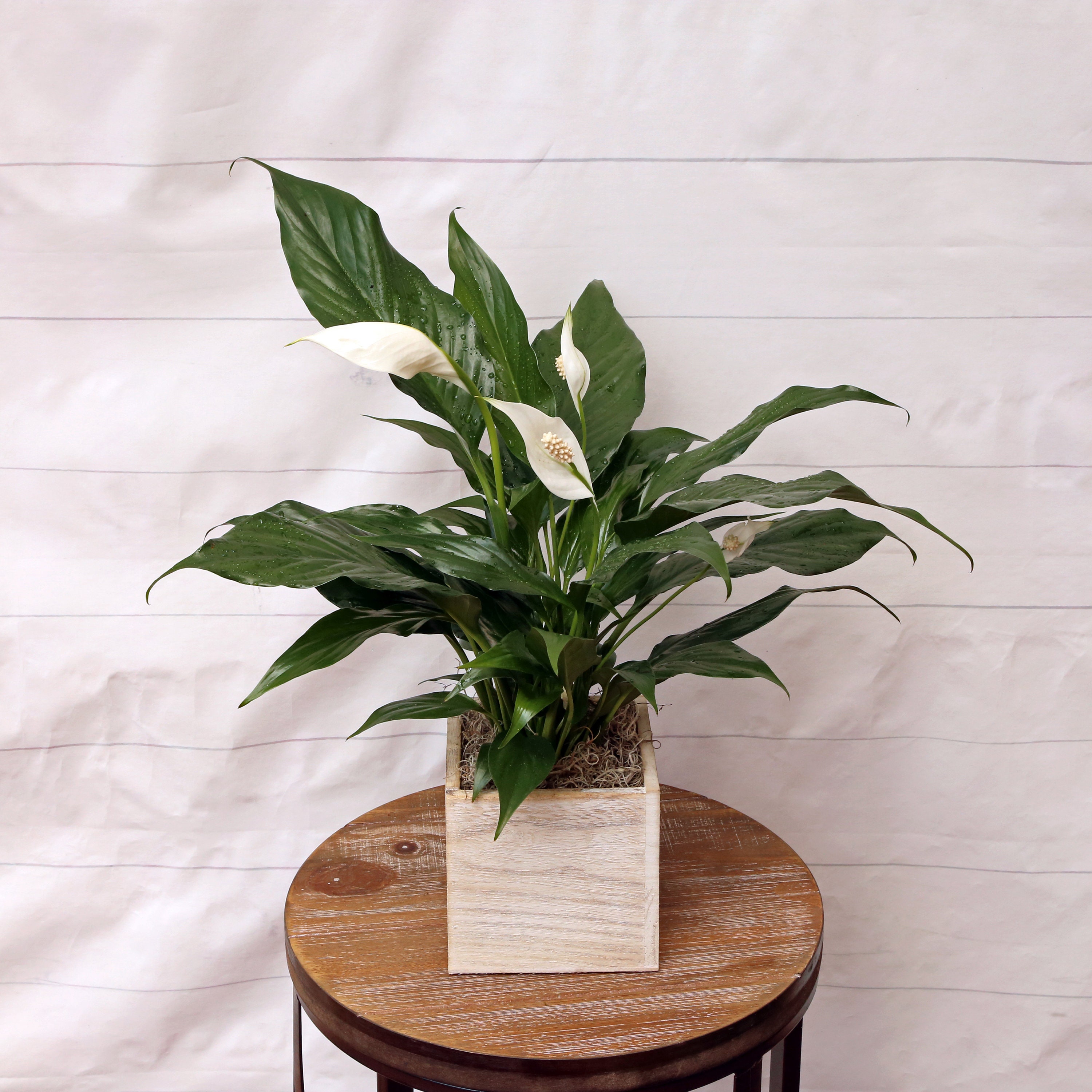 LIVE Spathiphyllum Peace lily evergreen blooming houseplant in 5" gift wooden box