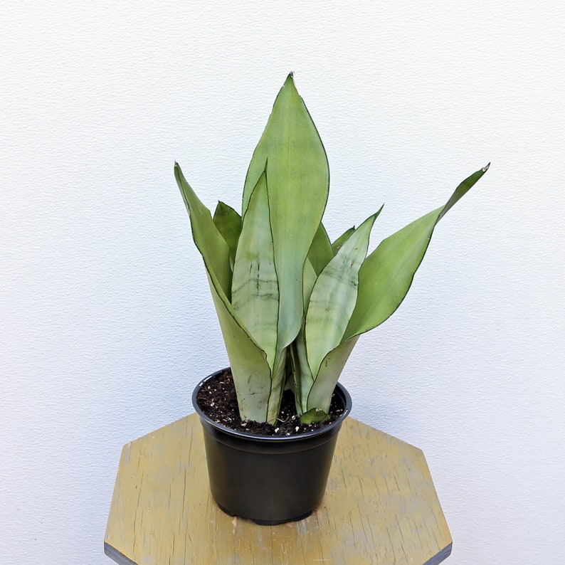 May include: A potted Sansevieria plant, also known as a snake plant, with long, upright, pale green leaves. The plant is in a black plastic pot, sitting on a light brown, hexagonal table. The background is a plain white wall.