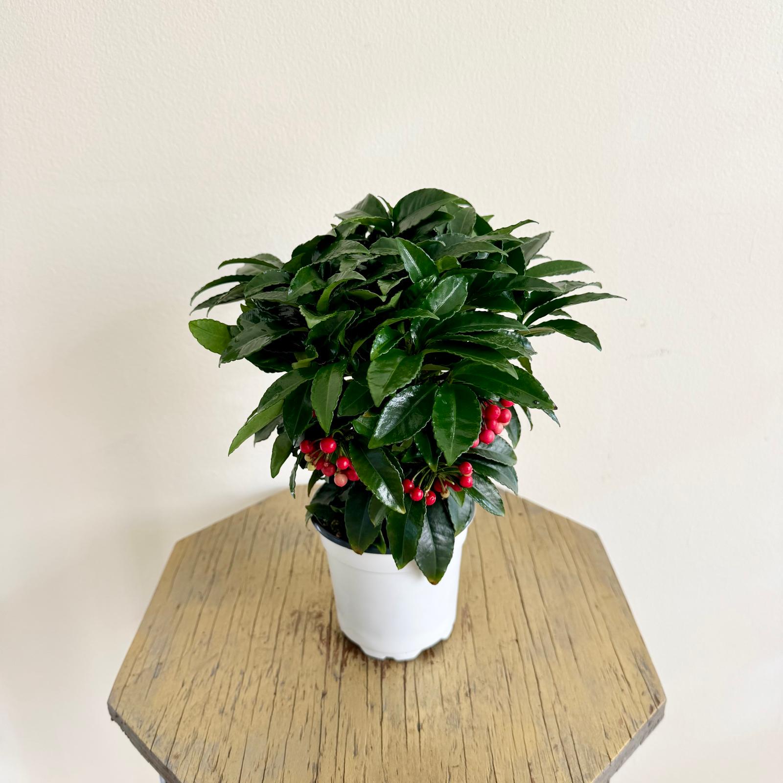 LIVE 4 Inch Pot Ardisia Bospremium, Coral Berry Plant, Christmas Gift,  Thank You Gift, Exotic Low Light Plant, Evergreen Shrub, Berry Plant - Etsy