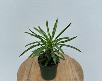 LIVE Pachypodium Lamerei, Madagascar Palm, Succulent plant, Potted houseplant, Birthday gift, Plant lover gift, Rare plant in 4" growers pot