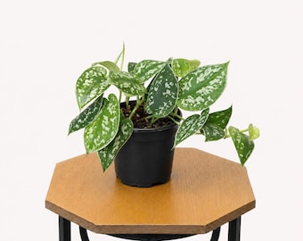 LIVE 4 inch pot Silver Satin Silvery Ann Scindapsus Pictus, Variegated trailing houseplant, Teacher gift christmas, Mom dad birthday gift
