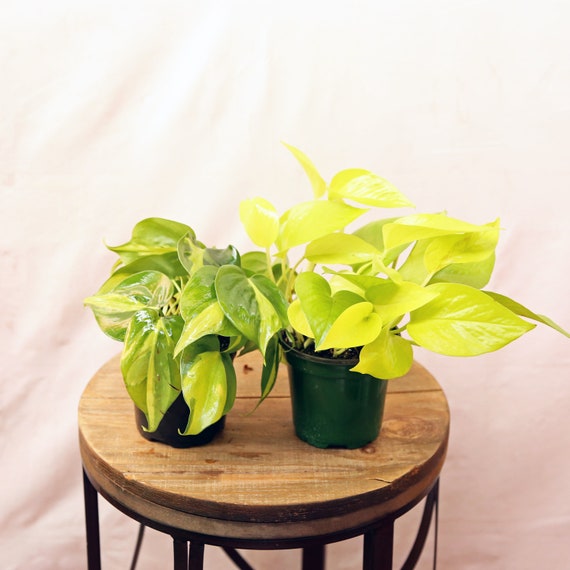 LIVE Combo 4 inch pots Brazilian Philodendron & Neon Pothos evergreen vine  plants, Trailing plants, Grandmother birthday gift, Indoor plants