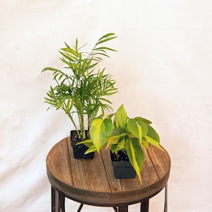 LIVE Combo 3 inch pots Palm Chamaedorea Elegans & Brazilian Philodendron, Baseball coach gift, Special friend gift, Math teacher gift