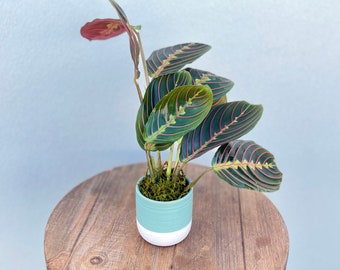 LIVE ceramic pot Red Maranta Prayer plant, Coworker office gift, Thank you gift for doctor, Family Christmas gift, New doctor gift