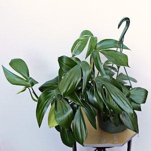 May include: A large green houseplant with large, dark green leaves in a green pot. The plant is hanging from a green metal hook.