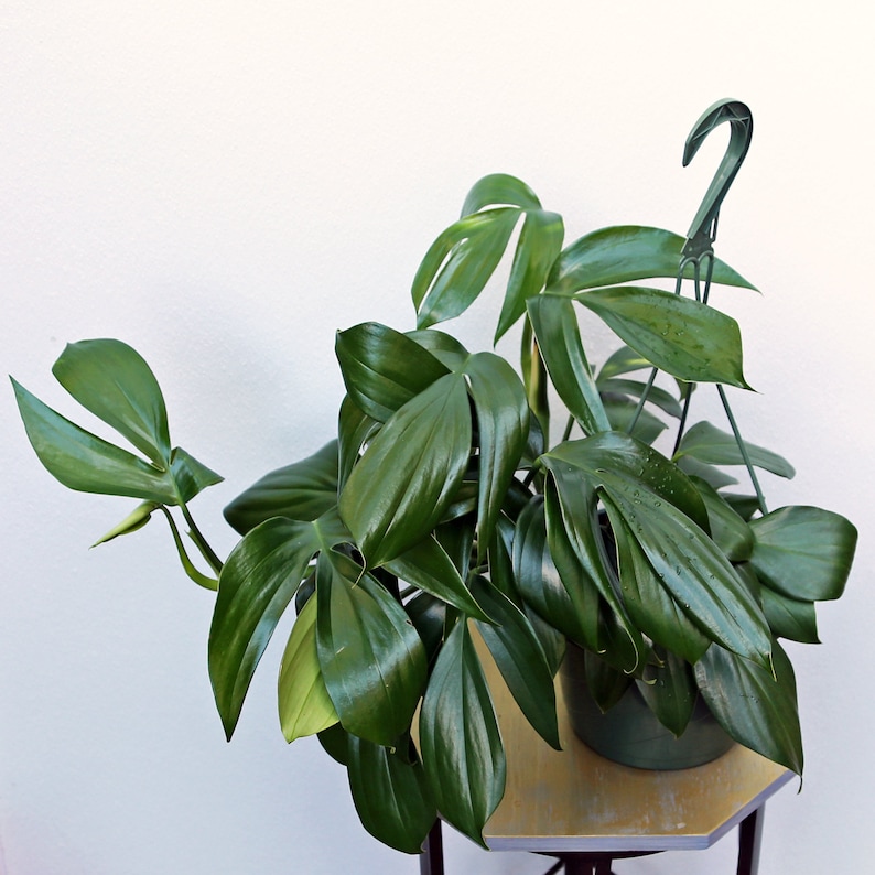 May include: A large green houseplant with large, dark green leaves in a green pot. The plant is hanging from a green metal hook.