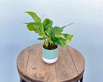 LIVE ceramic pot Golden Pothos Devil’s Ivy, Get well gift, Mother's day, Mom birthday gift, Bestfriend gift, Indoor potted plant, Grief gift