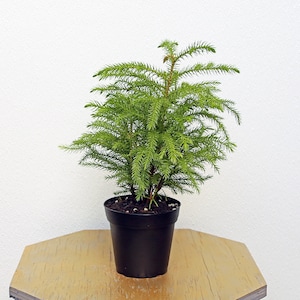 May include: A small green Norfolk Island pine tree in a black plastic pot. The tree is on a light brown wooden table.