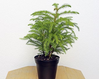 LIVE 4 inch pot Norfolk Island Pine, Araucaria Heterophylla, Christmas plant, Grandparent gift, Family housewarming gift, Office gift plant