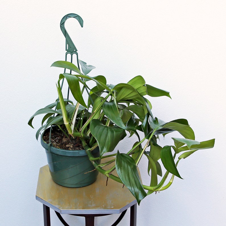 May include: A green hanging plant with large, dark green leaves in a green plastic pot. The plant is hanging from a green plastic hook and is sitting on a light brown wooden table.