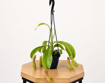 LIVE 4 inch hanging basket Pitcher Plant, Rare houseplant, Thank you gift, Birthday gift, Housewarming gift, Plant lover gift, Sympathy gift