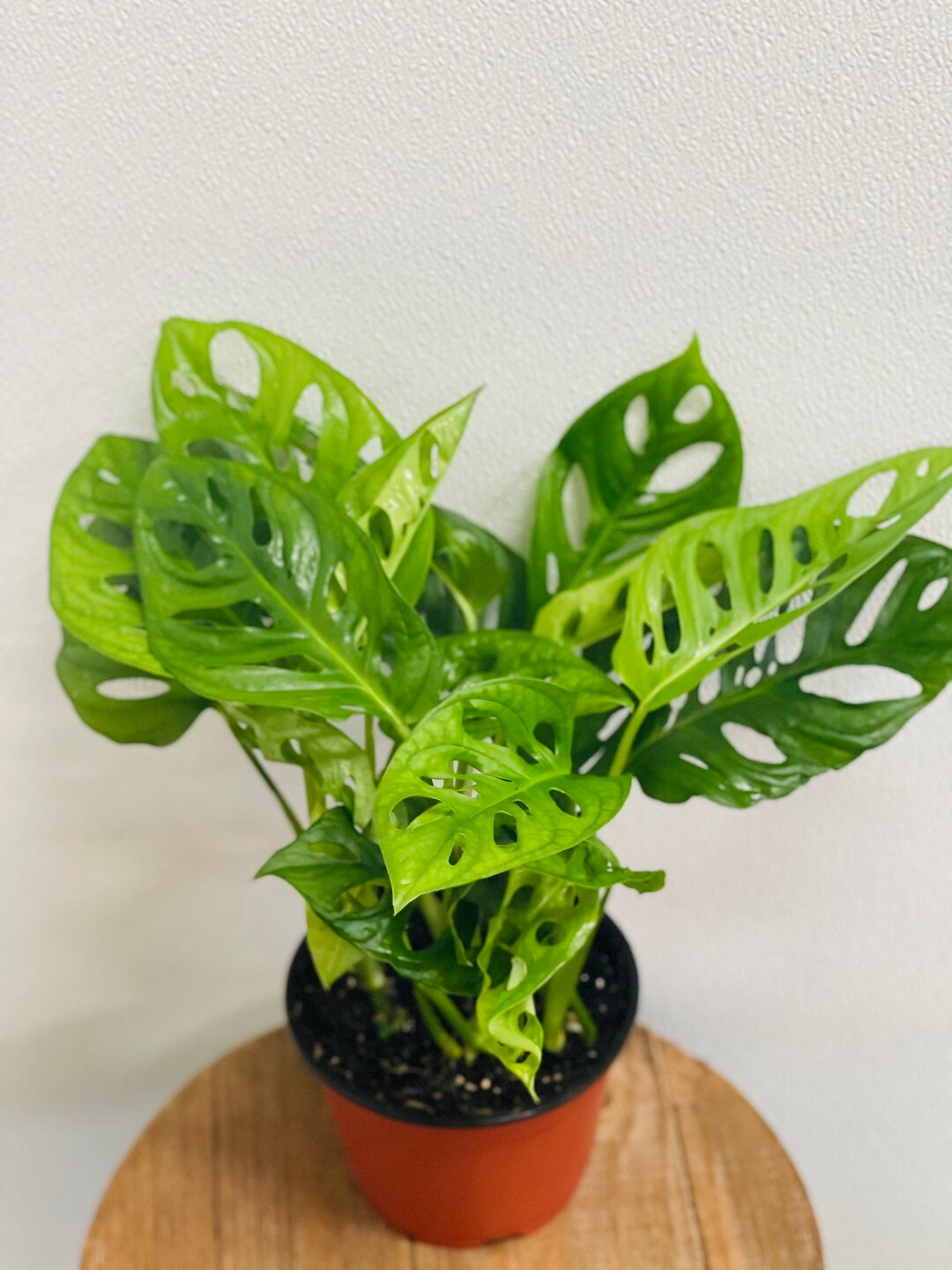 LIVE 6 Inch Pot Swiss Cheese Monstera Adansonii, Trailing Indoor Plant ...