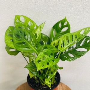 May include: A potted green Monstera plant with large, perforated leaves. The plant is in a brown plastic pot with black trim.