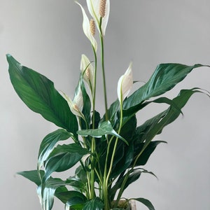 LIVE 6 inch wooden pot Spathiphyllum Peace Lily, Blooming houseplant, Wedding decor, Housewarming couples gift, Birthday gift for girlfriend image 3