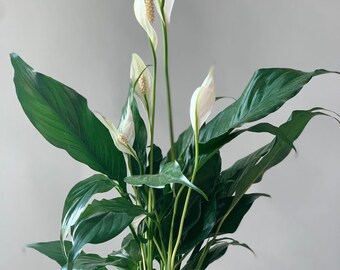 LIVE Spathiphyllum Peace lily evergreen blooming houseplant in 6" gift wooden box
