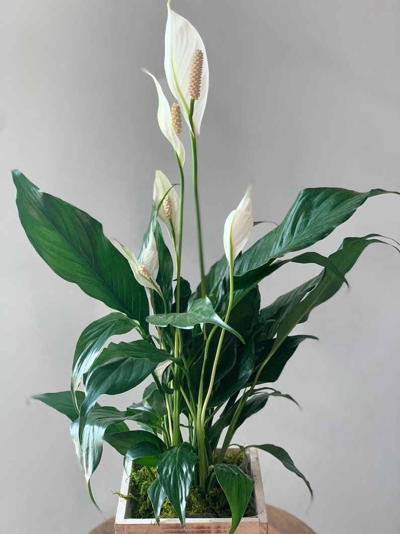 LIVE 6 inch wooden pot Spathiphyllum Peace Lily, Blooming houseplant, Wedding decor, Housewarming couples gift, Birthday gift for girlfriend image 3