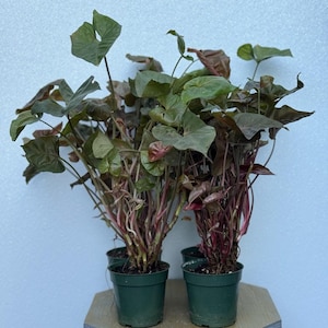 May include: Two potted Syngonium plants with green and burgundy leaves. The plants have multiple stems and are in dark green plastic pots. The leaves are heart-shaped and have a mix of green and reddish-burgundy hues. The stems are reddish-pink.