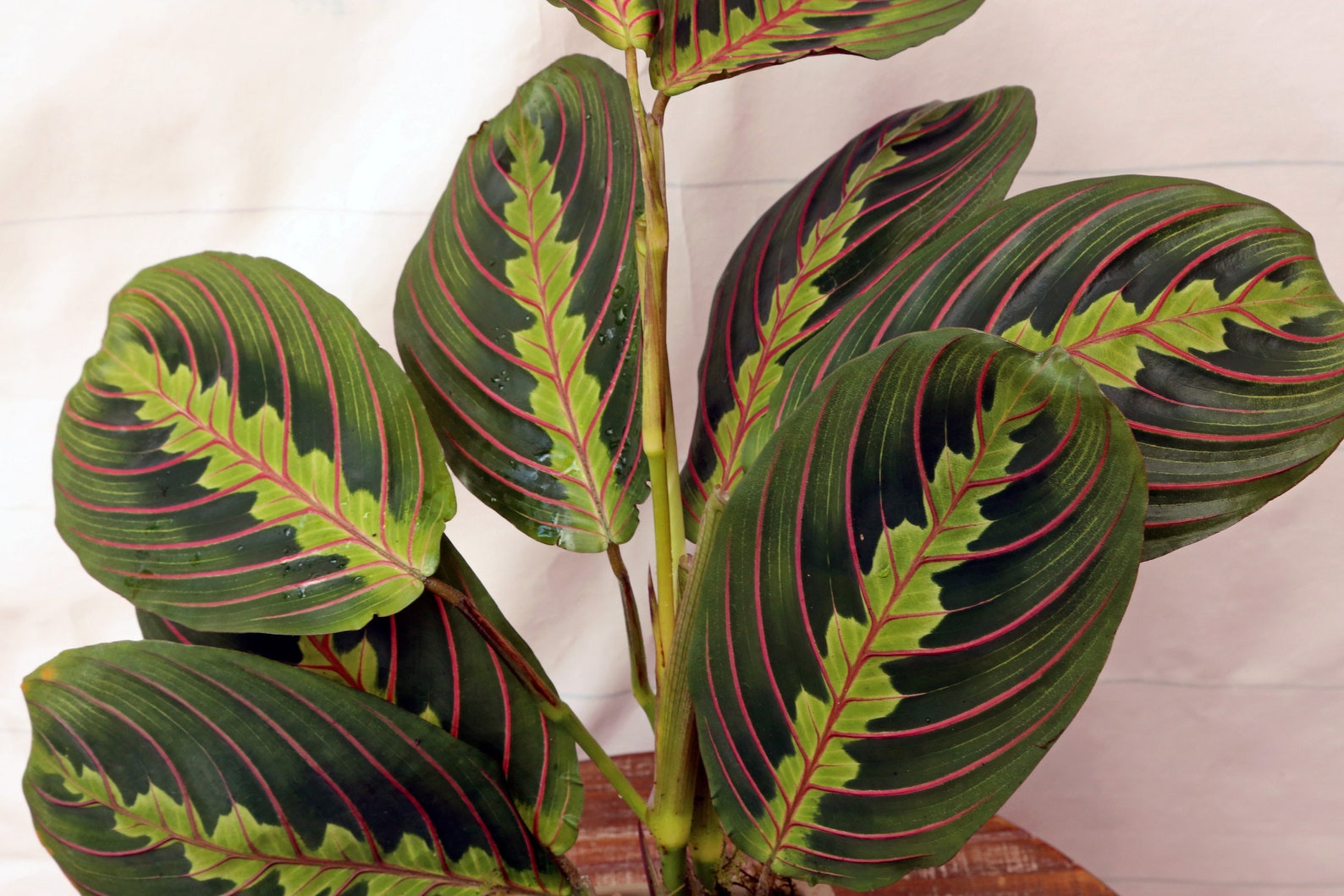 LIVE Red Maranta prayer plant in beautiful ceramic gift pot Etsy