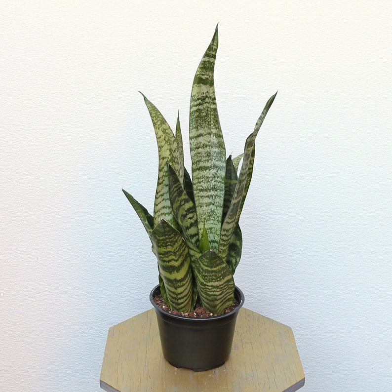LIVE 6 inch pot Sansevieria Snake Plant Robusta, New doctor Christmas gift, Grandparent gift, Low light office plant, Thank you gift image 3