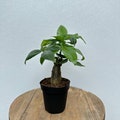 LIVE 4 inch pot Money Tree Pachira Aquatica Good Luck tree Single stem, Housewarming gift, Birthday girlfriend gift, Christmas coworker gift