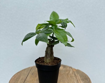 LIVE 4 inch pot Money Tree Pachira Aquatica Good Luck tree Single stem, Housewarming gift, Birthday girlfriend gift, Christmas coworker gift