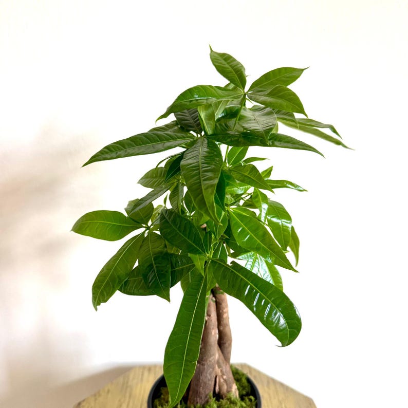 FloridaPlantsGardens Money Tree Pachira Aquatica - Thumbnail 4
