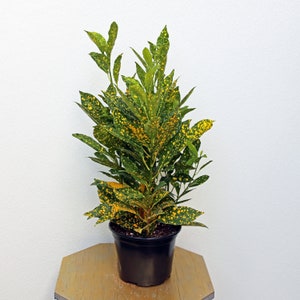 May include: A potted Croton plant with vibrant green leaves speckled with yellow spots. The plant is in a black plastic pot, sitting on a light brown wooden surface. The plant's leaves have a unique pattern, adding visual interest.