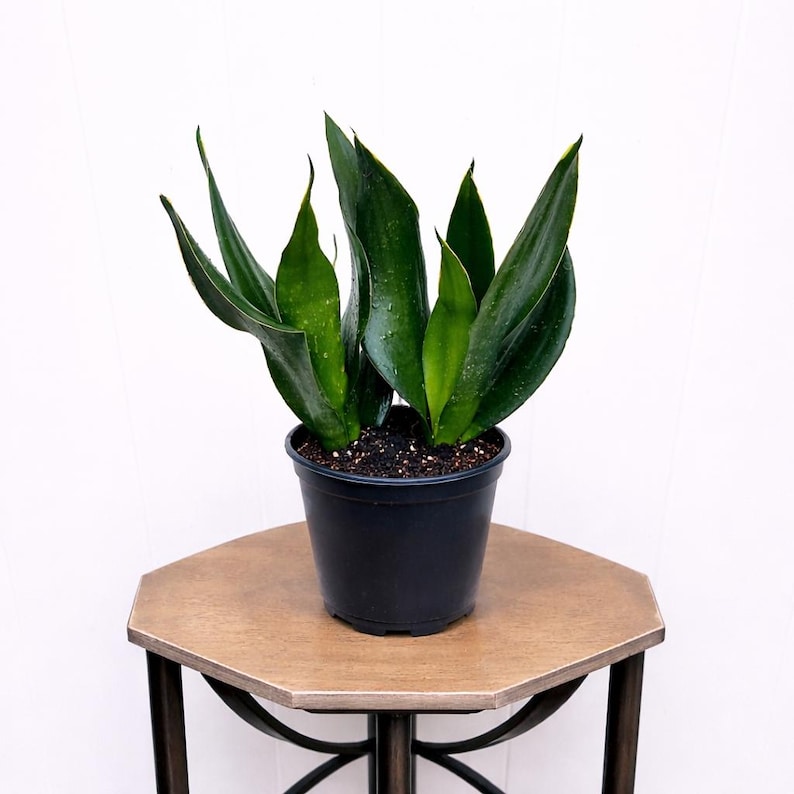 FloridaPlantsGardens Sansevieria Live Plant - Thumbnail 5