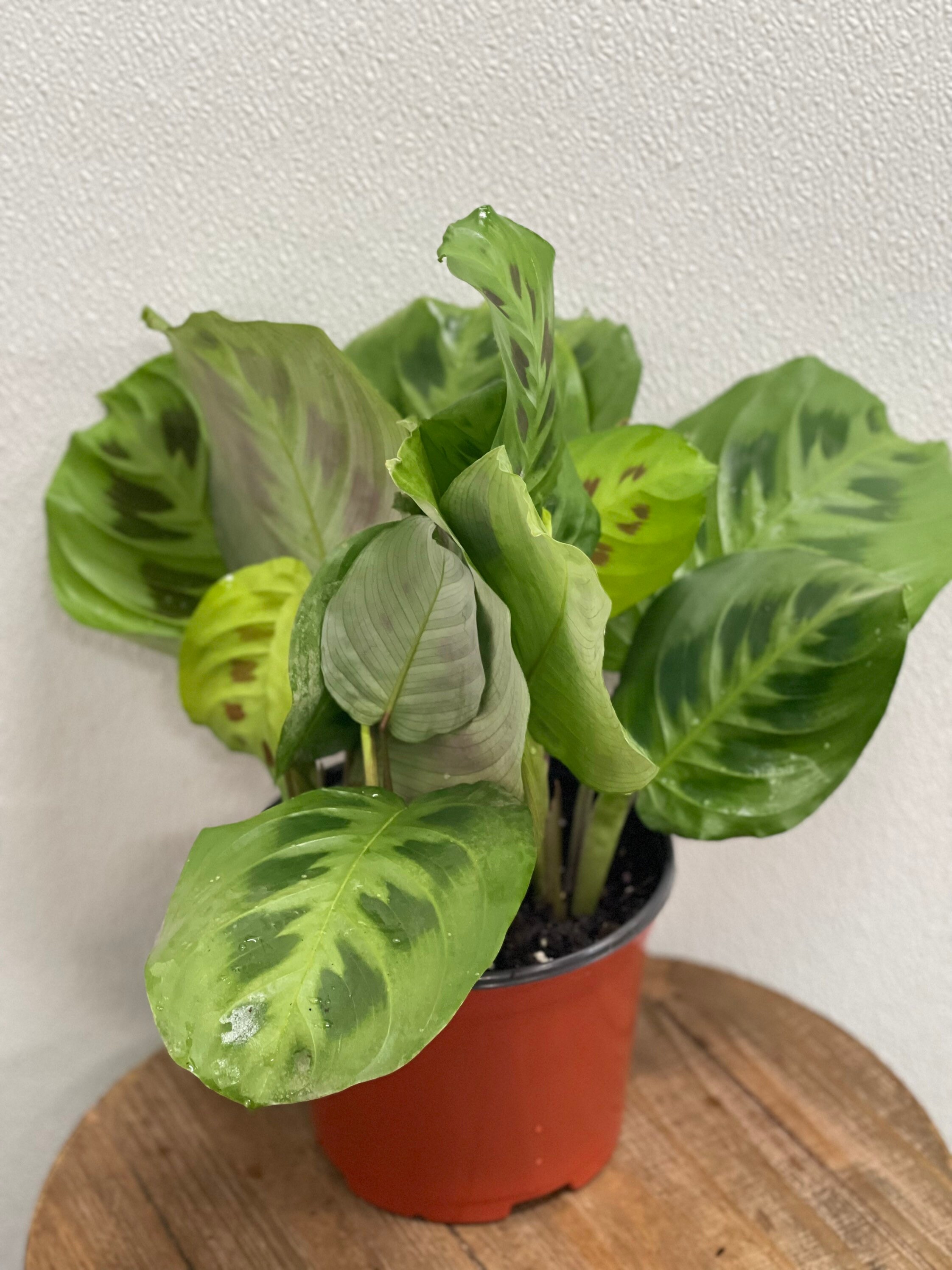 LIVE Green Maranta prayer plant in 6 growers pot Etsy