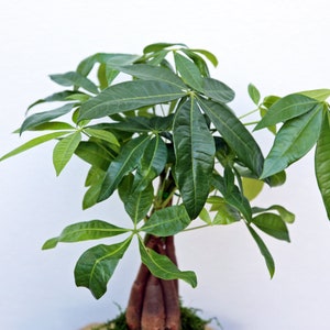 Money Tree Braid - Live Plant In An 10 Inch Growers Pot - Pachira Aquatica - Low Maintenance Pet Friendly Indoor Houseplant