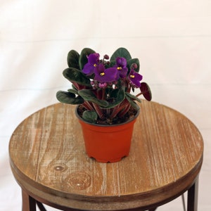 LIVE 4 inch pot African Violet blooming houseplants, Housewarming couples gift, Wedding decor, Thank you plant lover gift, Get well gift