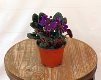 LIVE 4 inch pot African Violet blooming houseplants, Housewarming couples gift, Wedding decor, Thank you plant lover gift, Get well gift