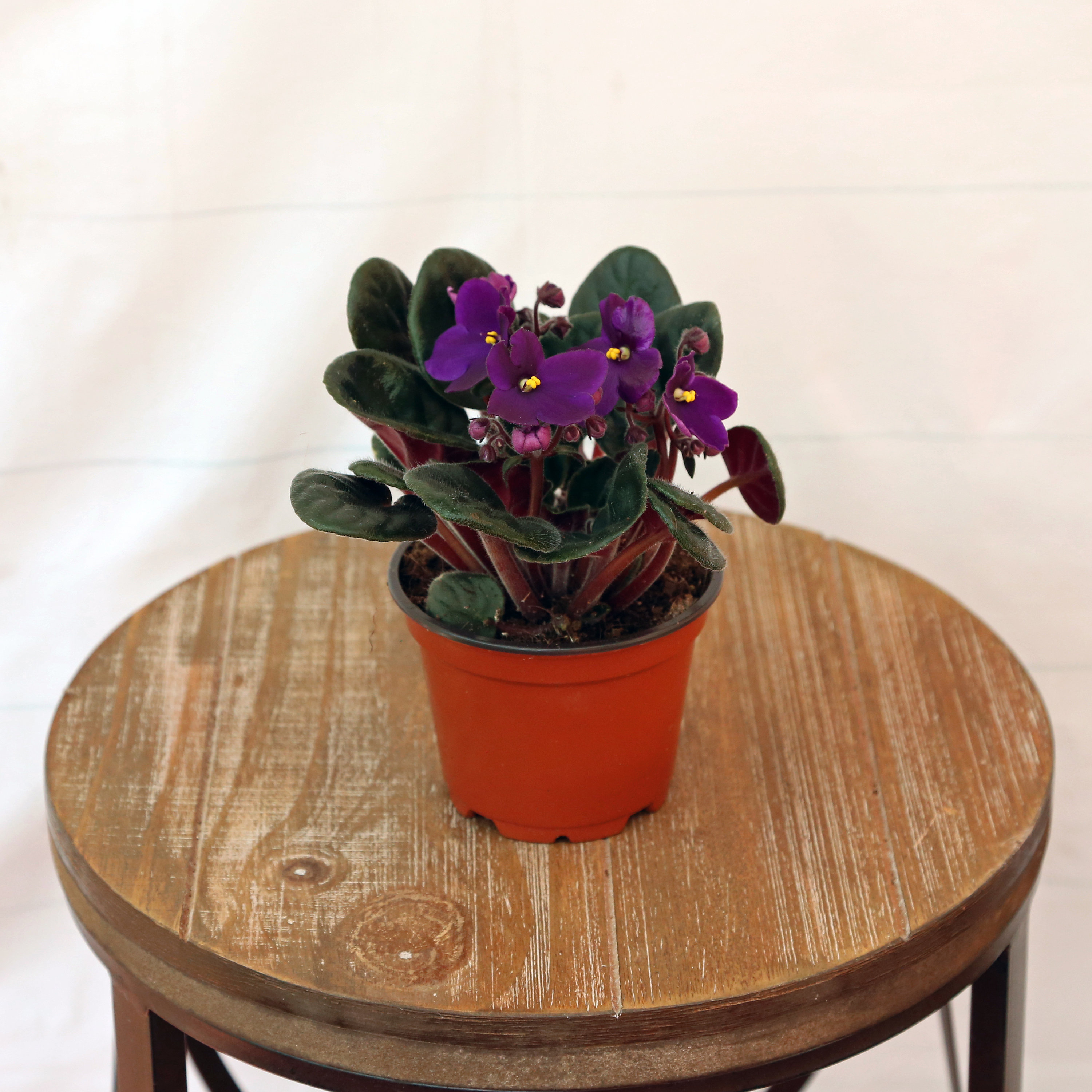 Assorted Colors IN BLOOM House plant in 4 Pots 2 African Violet Live Plants Assorted Colors IN BLOOM House plant in 4 Pots 2 African Violet Live Plants