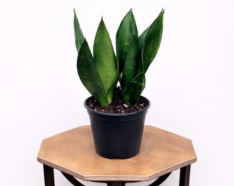 LIVE 6 inch pot Sansevieria Black Diamond Live Plant, Rare Snake Plant, Easy Care Indoor Houseplant, Low Light Decor