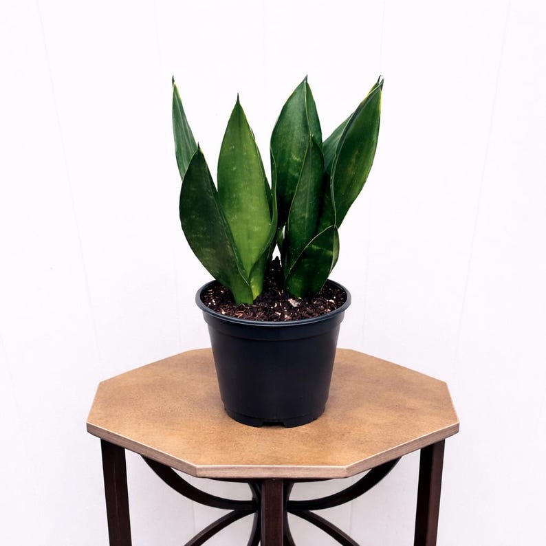 FloridaPlantsGardens Sansevieria Live Plant - Thumbnail 2