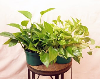 LIVE Combo 6 inch pots Marble Queen Pothos & Jade Pothos, Hanging potted houseplants, Indoor variegated plant, Housewarming gift for family